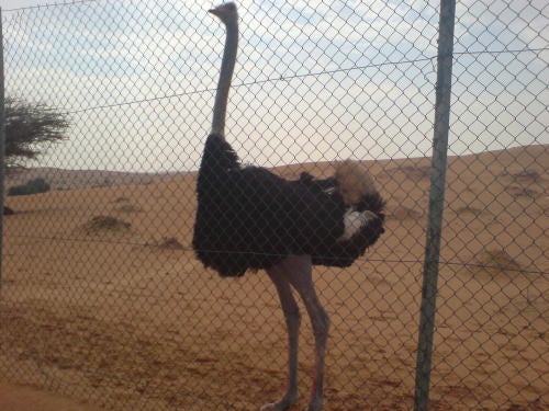 one of the shieks ostrich
