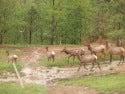 Elkway Trail